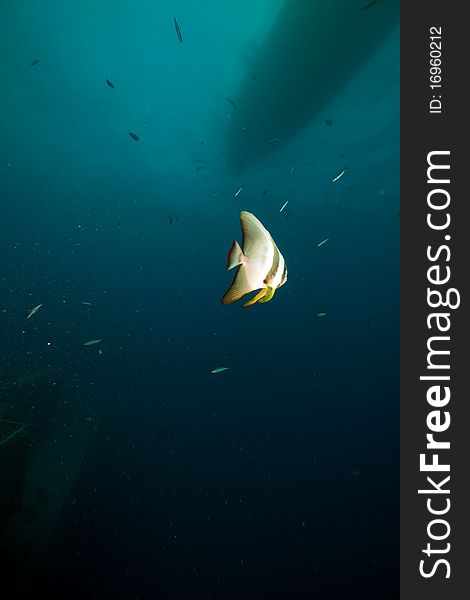 Batfish over the Thistlegom wreck.