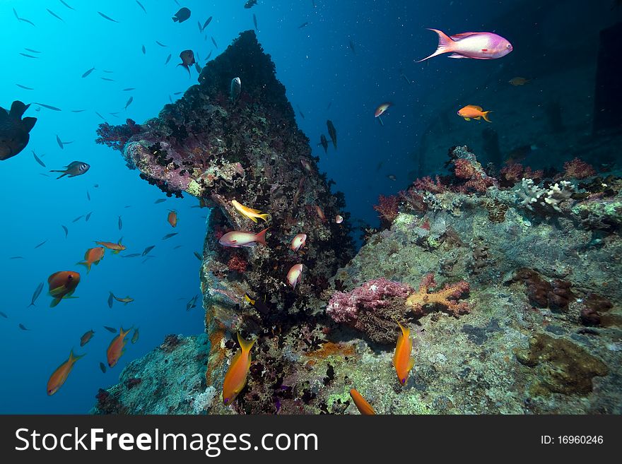 Stern of the Thistlegorm wreck.