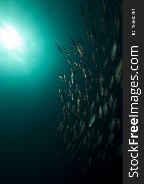 Ocean And Fish Around The Thistlegorm Wreck.