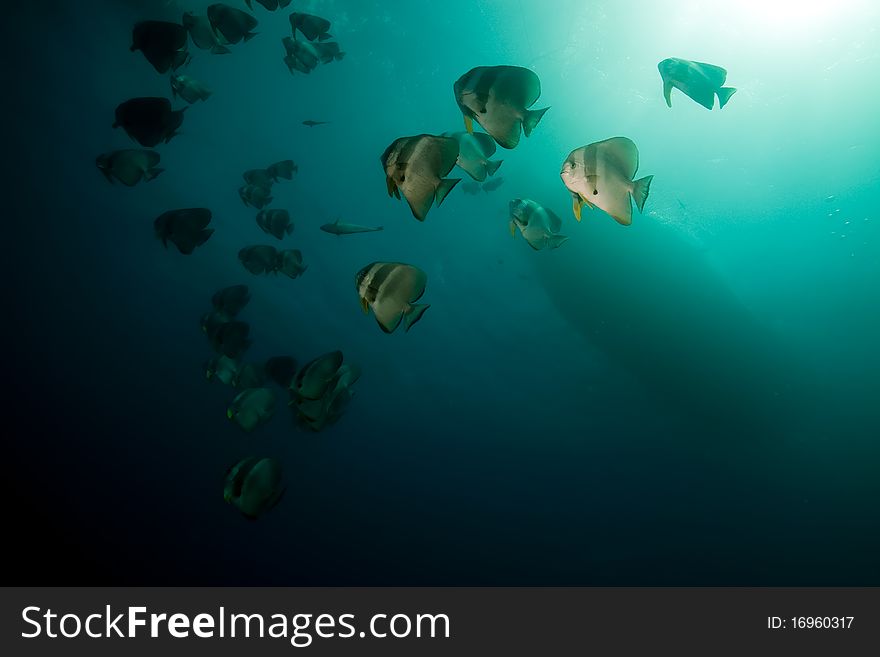 Spadefish Over The Thistlegorm Wreck.