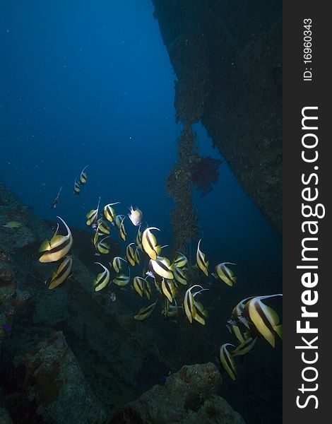 Bannerfish At The Thistlegorm Wreck.