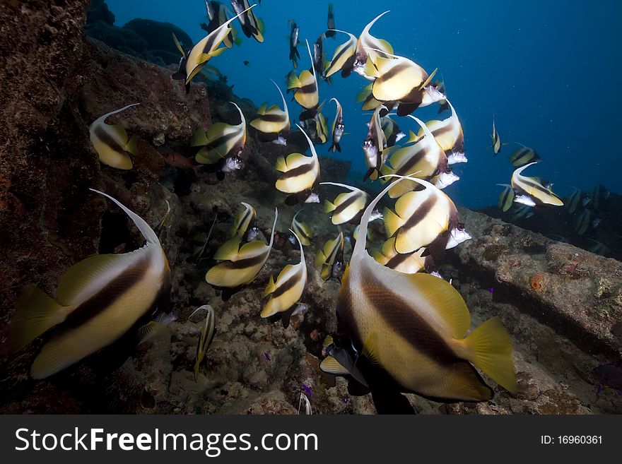 Bannerfish at the Thistlegorm wreck.