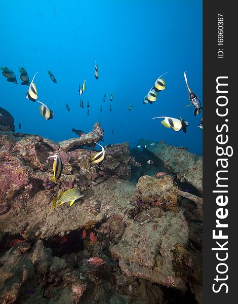 Bannerfish At The Thistlegorm Wreck.