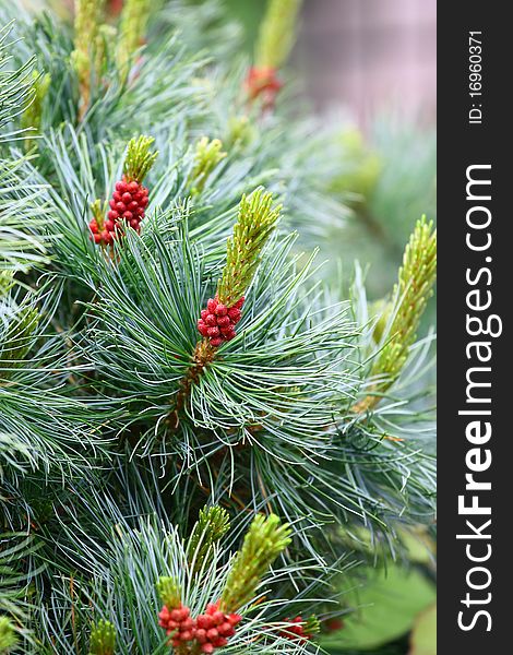 Pine with Cones natural background