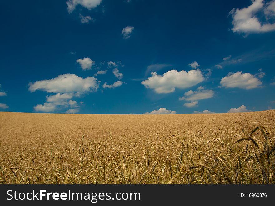 Wheat Field on blue sky background