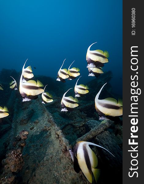 Bannerfish At The Thistlegorm Wreck.