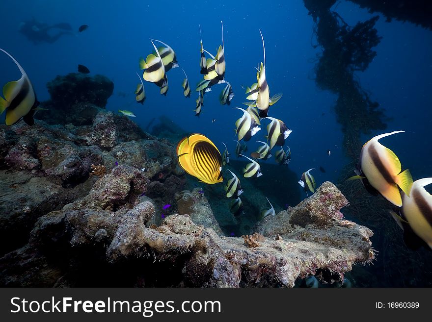 Bannerfish At The Thistlegorm Wreck.