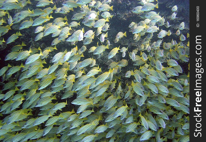 A school of blue snapper relaxing off the coast of Oahu, Hawaii. A school of blue snapper relaxing off the coast of Oahu, Hawaii