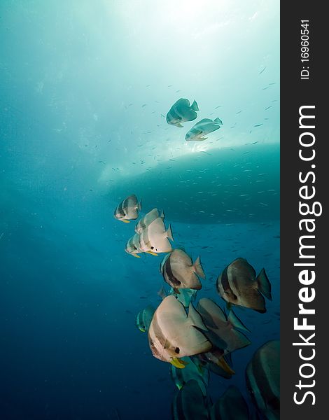 Spadefish over the Thistlegorm wreck.