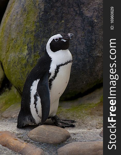 Jackass Penguin Standing