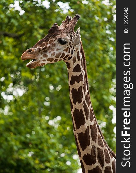 Reticulated giraffe portrait on sky backgrouns