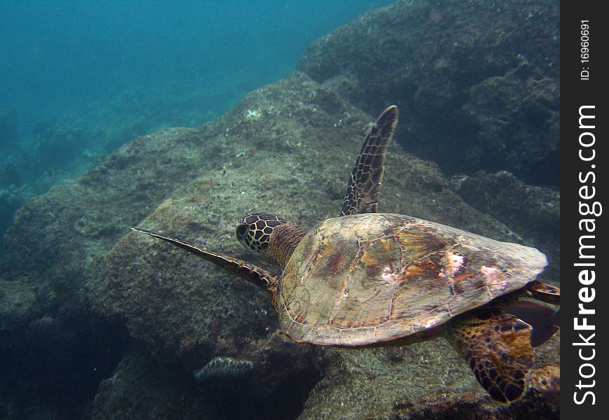 Green Sea Turtle gliding majestically underwater on Oahu's North Shore. Green Sea Turtle gliding majestically underwater on Oahu's North Shore