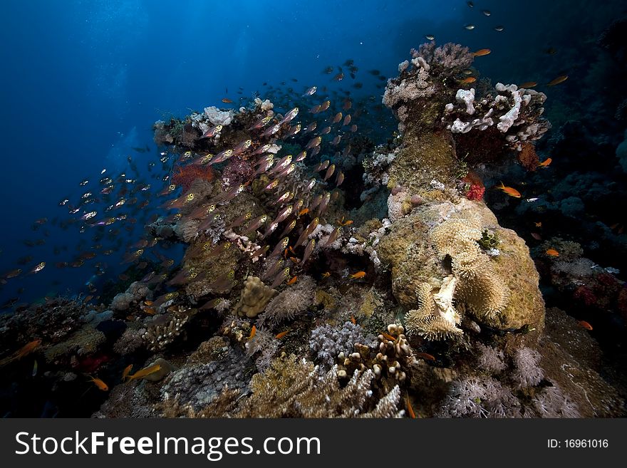 Coral and fish in the Red Sea.