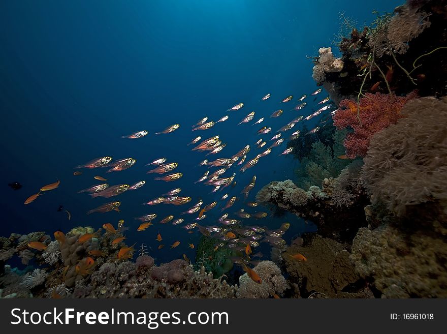 Glassfish and coral in the Red Sea.