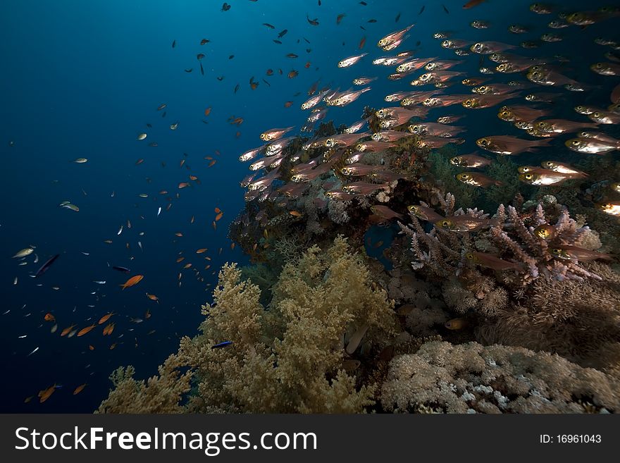 Glassfish And Coral In The Red Sea.