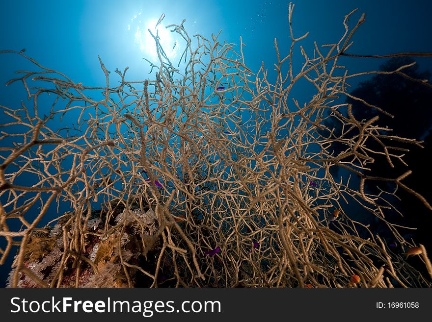 Noded Horny Coral And Fish In The Red Sea.