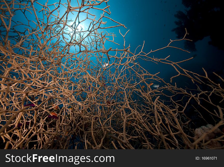 Noded Horny Coral And Fish In The Red Sea.