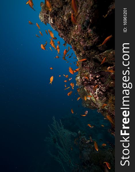 Coral and fish in the Red Sea