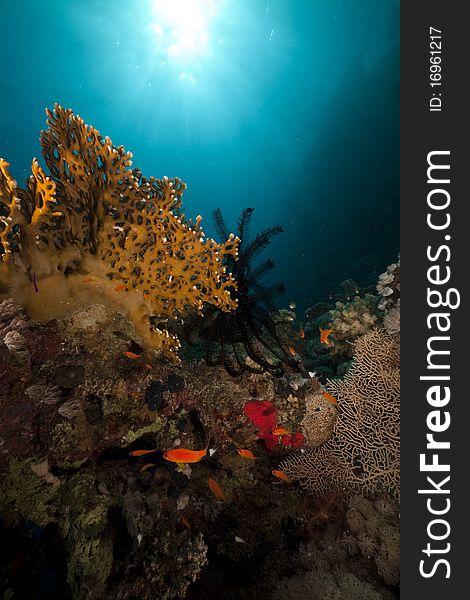 Sawtoothed feather star and fish in the Red Sea