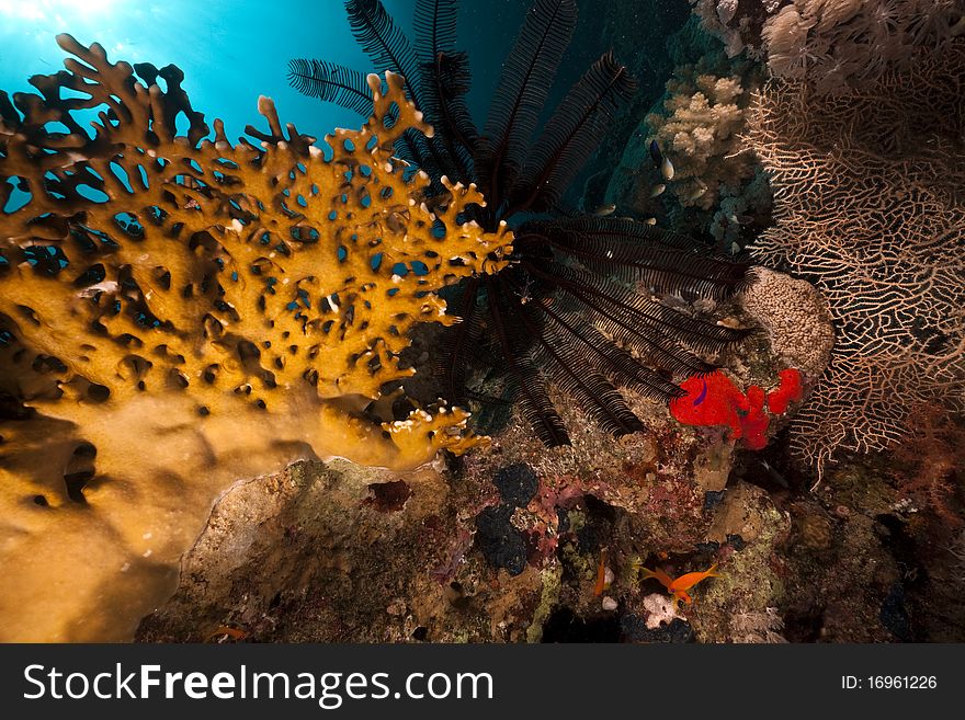 Sawtoothed feather star and fish in the Red Sea