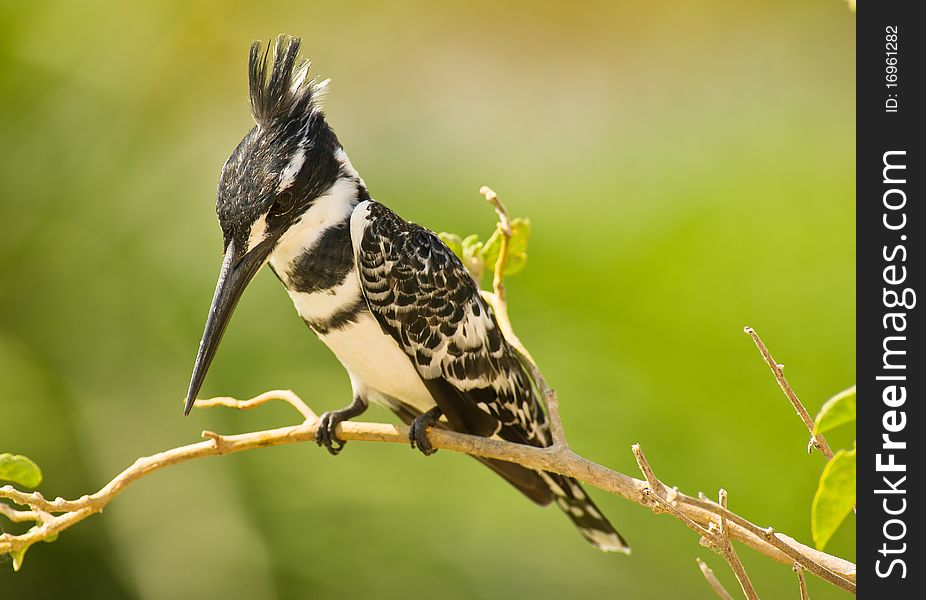 A Pied Kingfisher scrutinizes with maximum concentration the underlying water surface, ready to strike as soon as a suitable victim appears. A Pied Kingfisher scrutinizes with maximum concentration the underlying water surface, ready to strike as soon as a suitable victim appears.