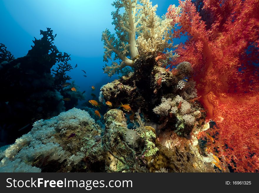 Soft Coral and fish in the Red Sea. Soft Coral and fish in the Red Sea