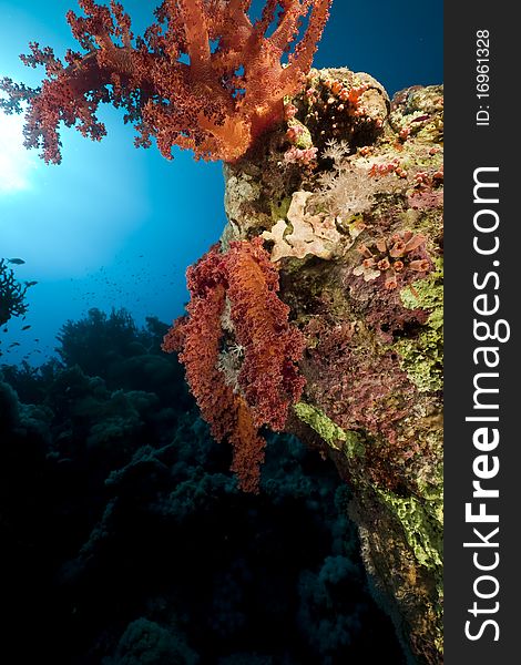 Soft Coral and fish in the Red Sea. Soft Coral and fish in the Red Sea