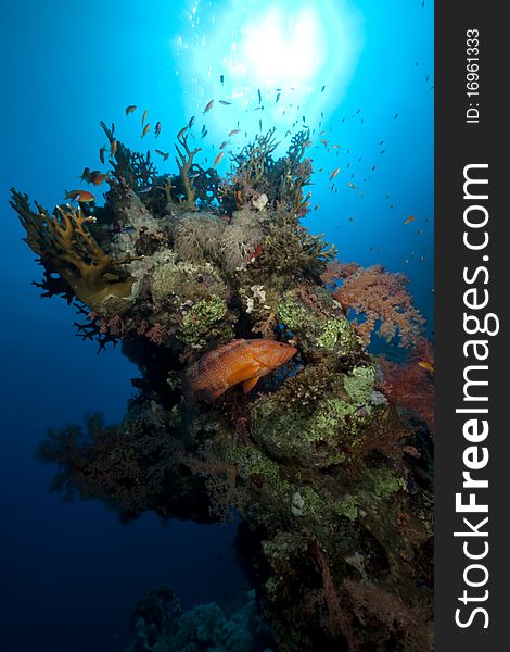 Coral And Fish In The Red Sea.