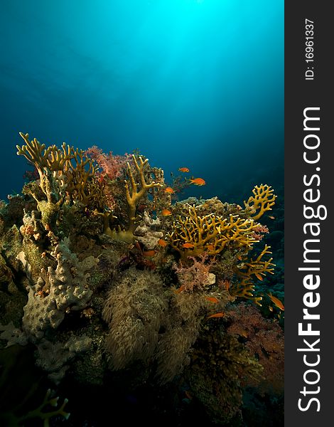 Coral and fish in the Red Sea.