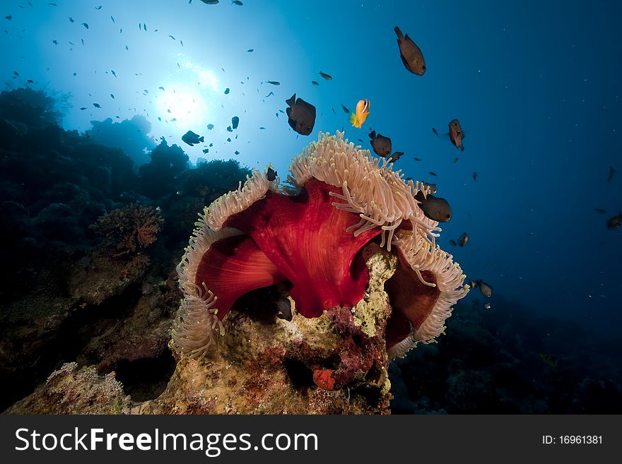 Anemone and fish in the Red Sea.