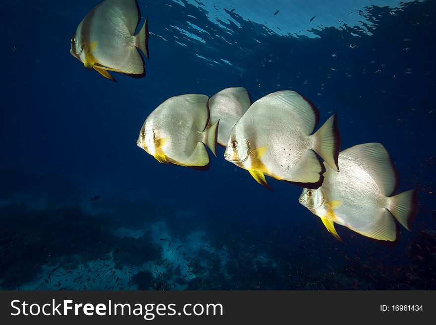 Spadefish in the Red Sea.