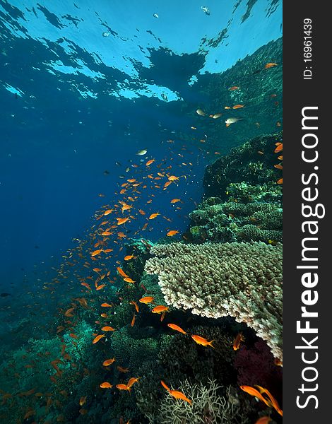 Coral And Fish In The Red Sea.