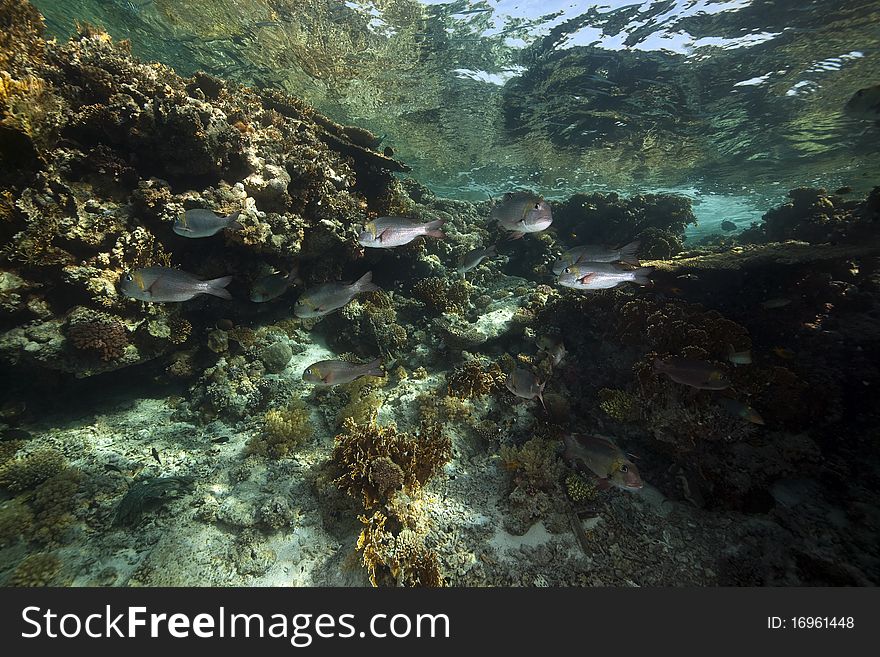 Coral And Fish In The Red Sea.