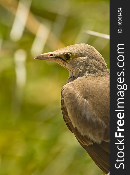 A Portrait Of The Wattled Starling