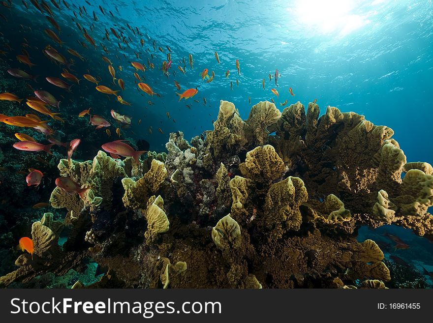 Coral And Fish In The Red Sea.