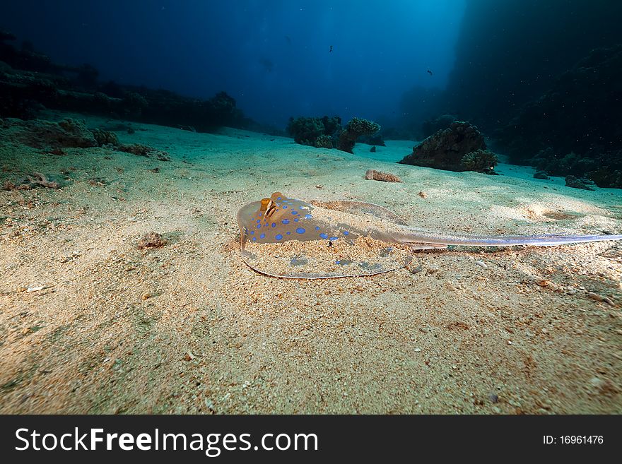 Bluespotted stingray in the Red Sea.