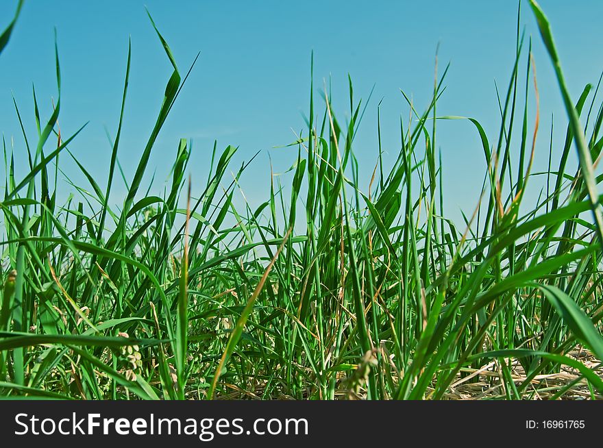 Bright, big, beautiful, green grass (texture)