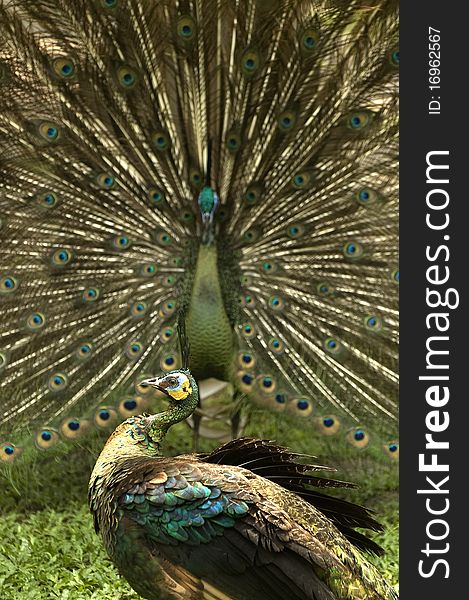 A male peacock attracts the female