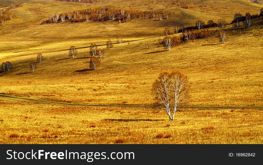 There trees on the grassland. There trees on the grassland