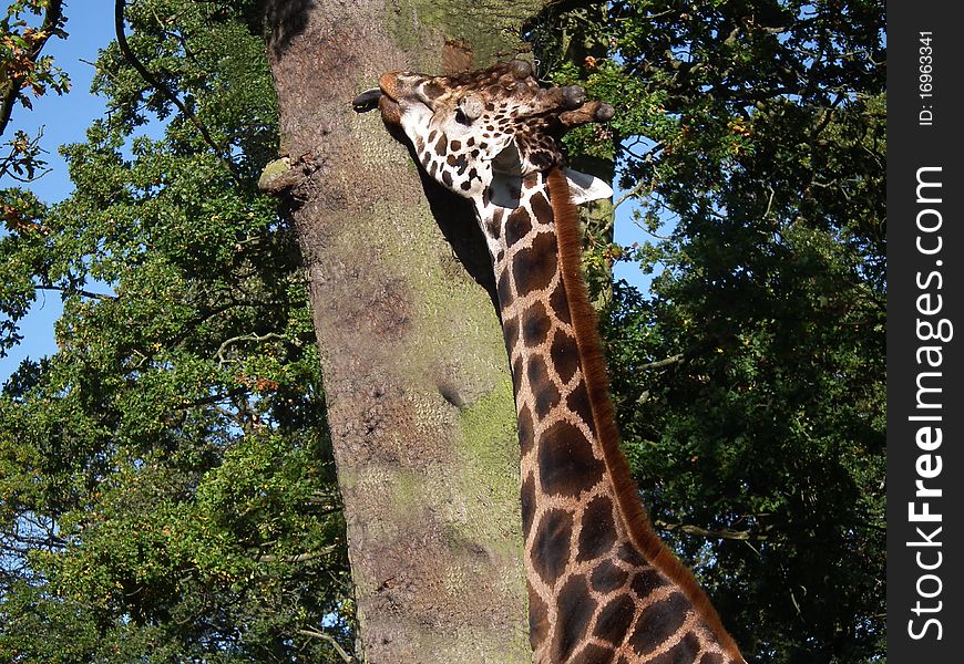 A giraffe with tongue out licking the bark on a tree. A giraffe with tongue out licking the bark on a tree