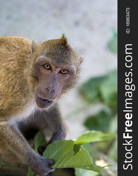 Portrait of a young macaque in Thailand. Portrait of a young macaque in Thailand