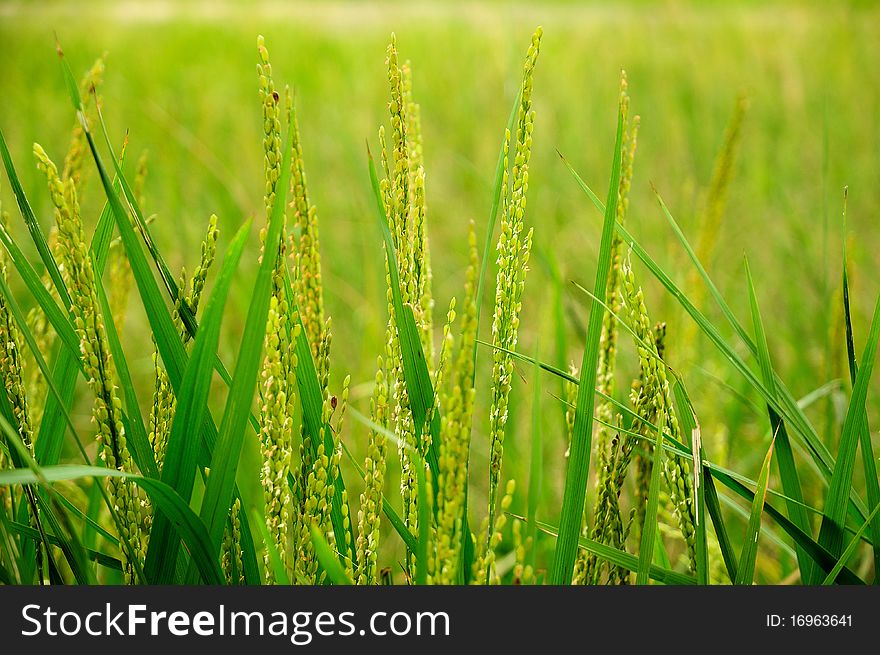 Green paddy stems selectively focussed in front of paddy field. Green paddy stems selectively focussed in front of paddy field