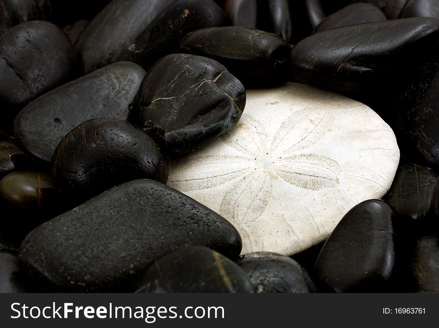 A white sanddollar with black rocks. A white sanddollar with black rocks