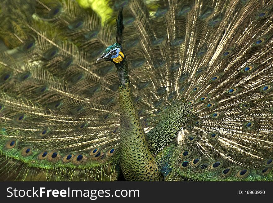 Peacock Birds spread his beautiful wings