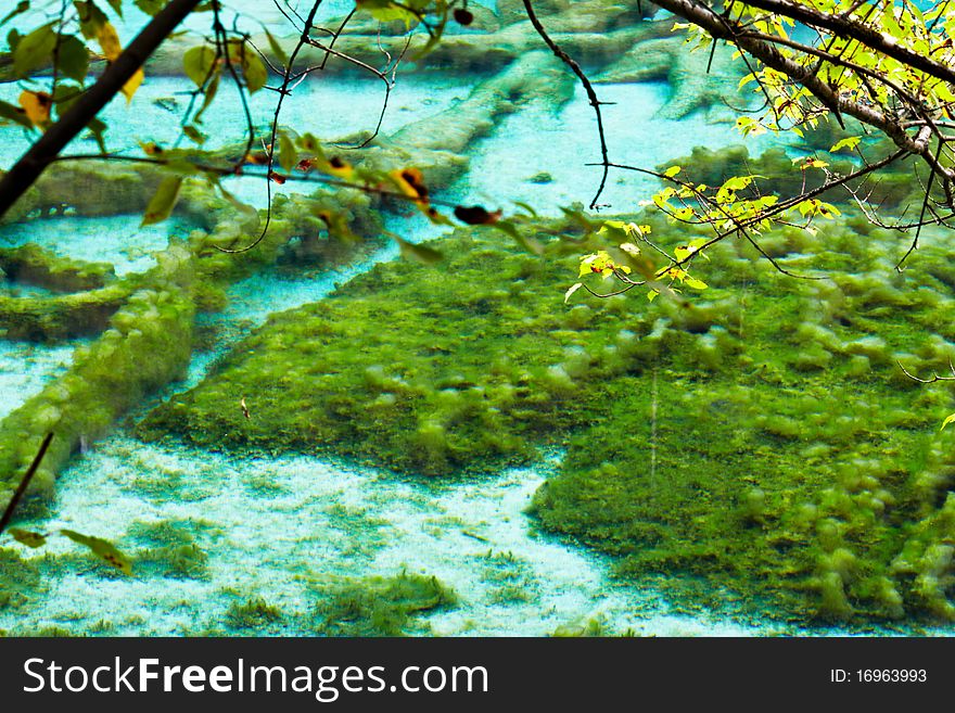 Wuhua lake in jiuzhaigou scenic area