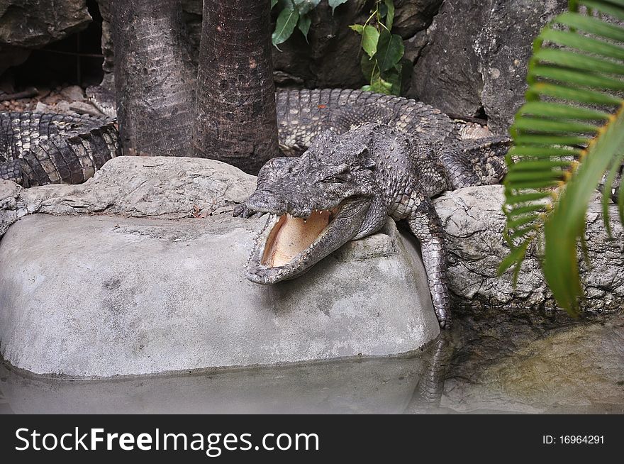 Crocodile on the stone. Thailand's zoo.