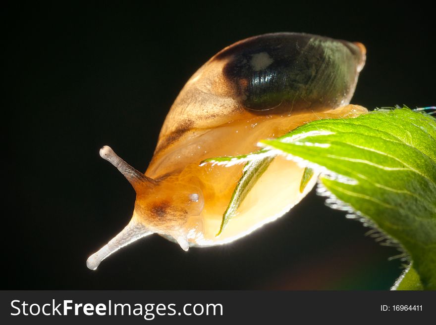 Snail on leaf on black background