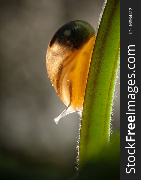 Snail on a stalk