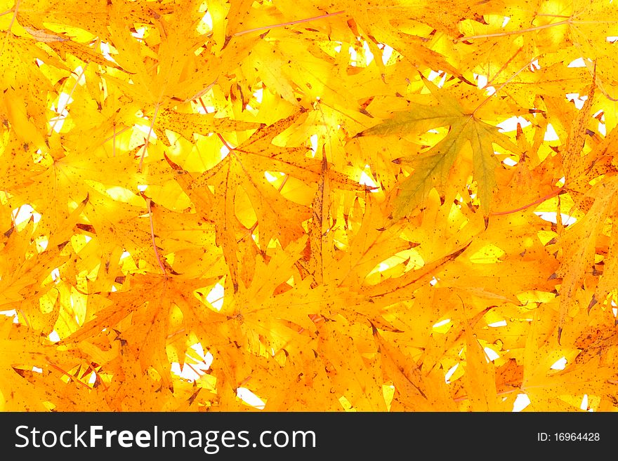 Background from yellow autumn leaves