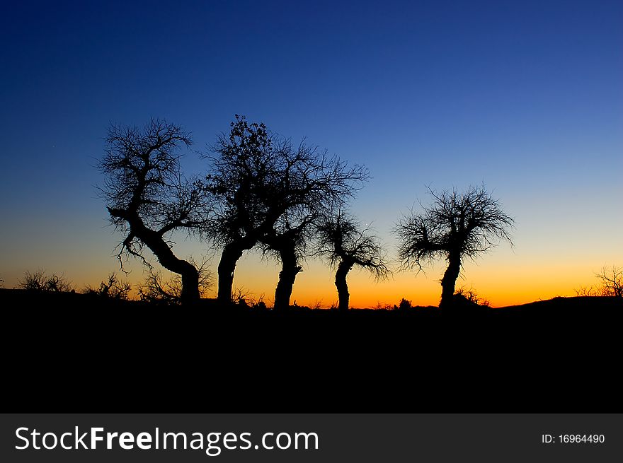 Euphratica Trees In Sunset